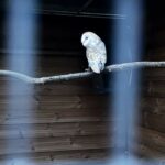 Pourquoi une chouette effraie en captivité ?