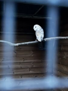 Read more about the article Pourquoi une chouette effraie en captivité ?